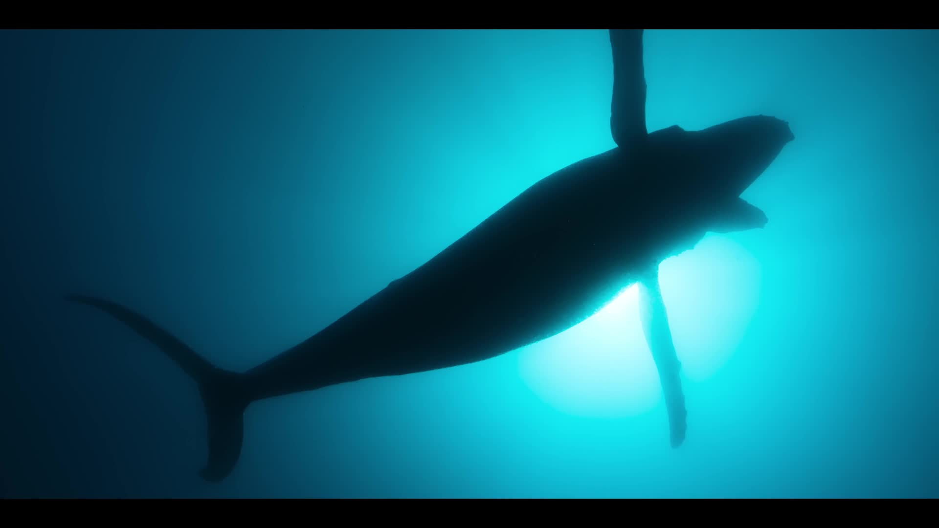 Download Our Oceans (2024) Series
