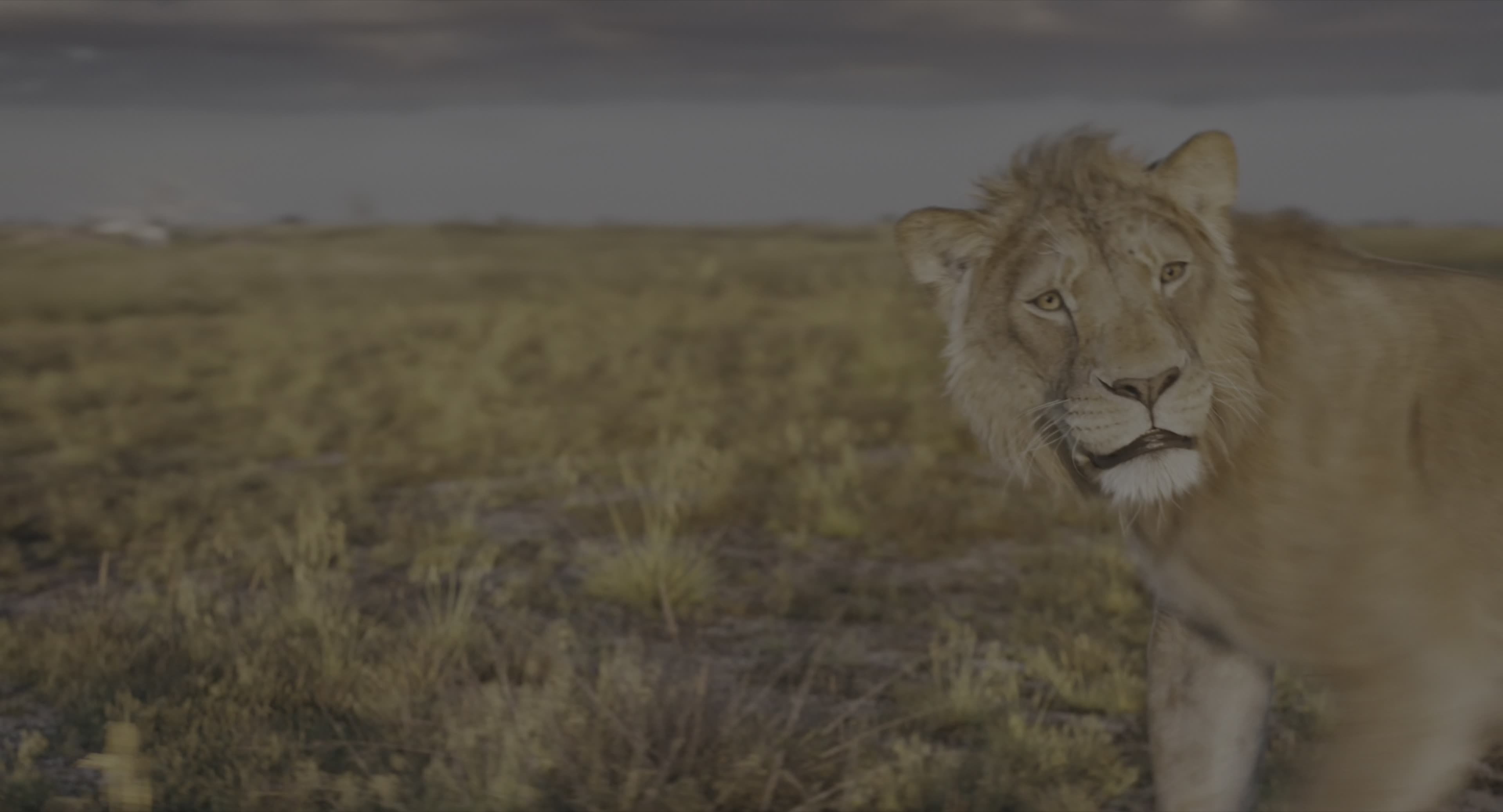 Download Mufasa: The Lion King (2024) Movie