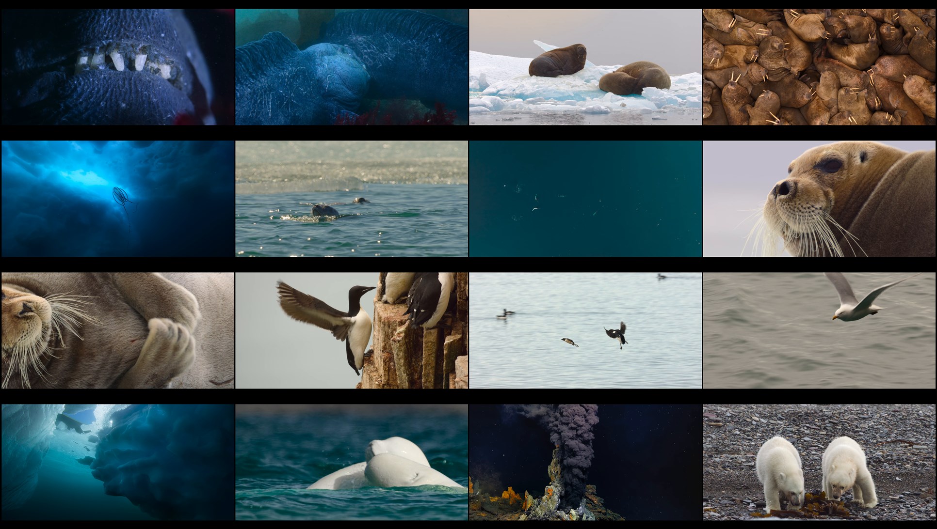 Download Our Oceans (2024) Series Screenshots