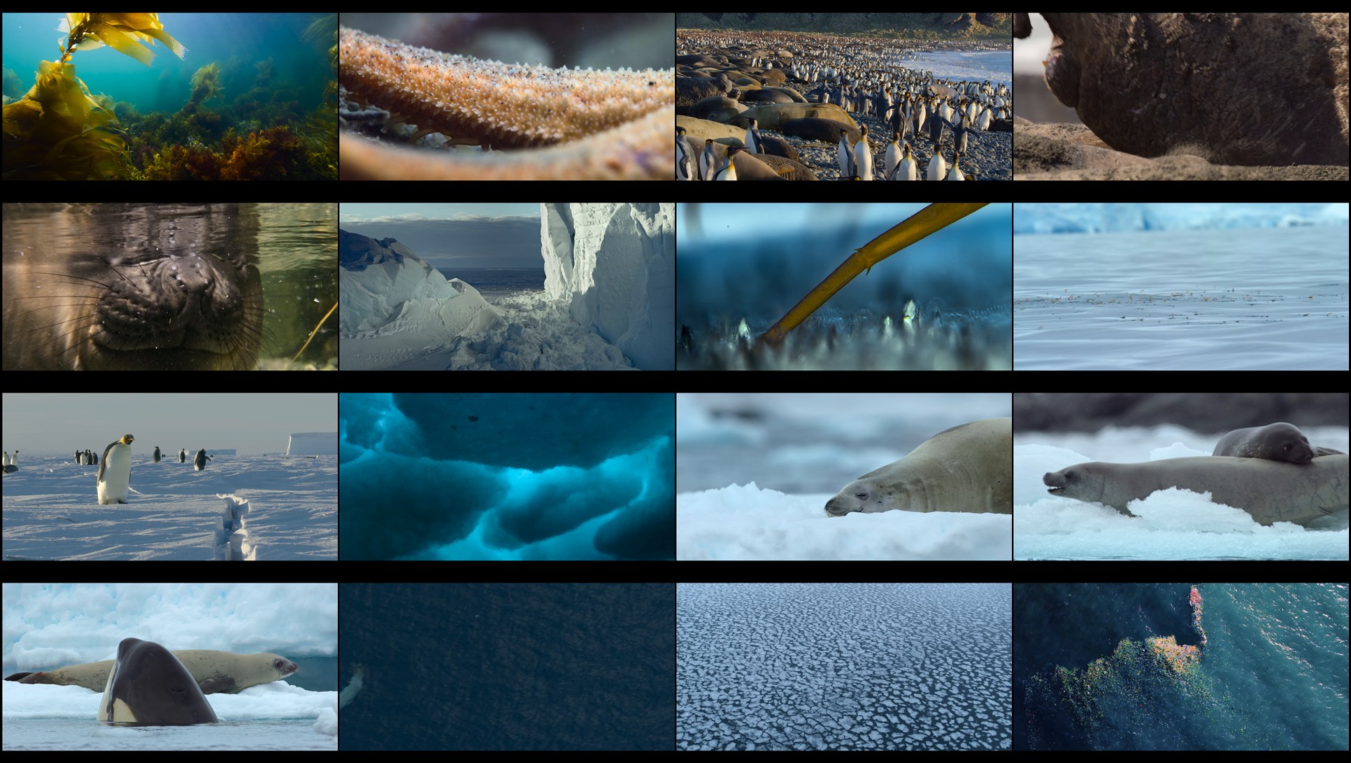 Download Our Oceans (2024) Series Screenshots