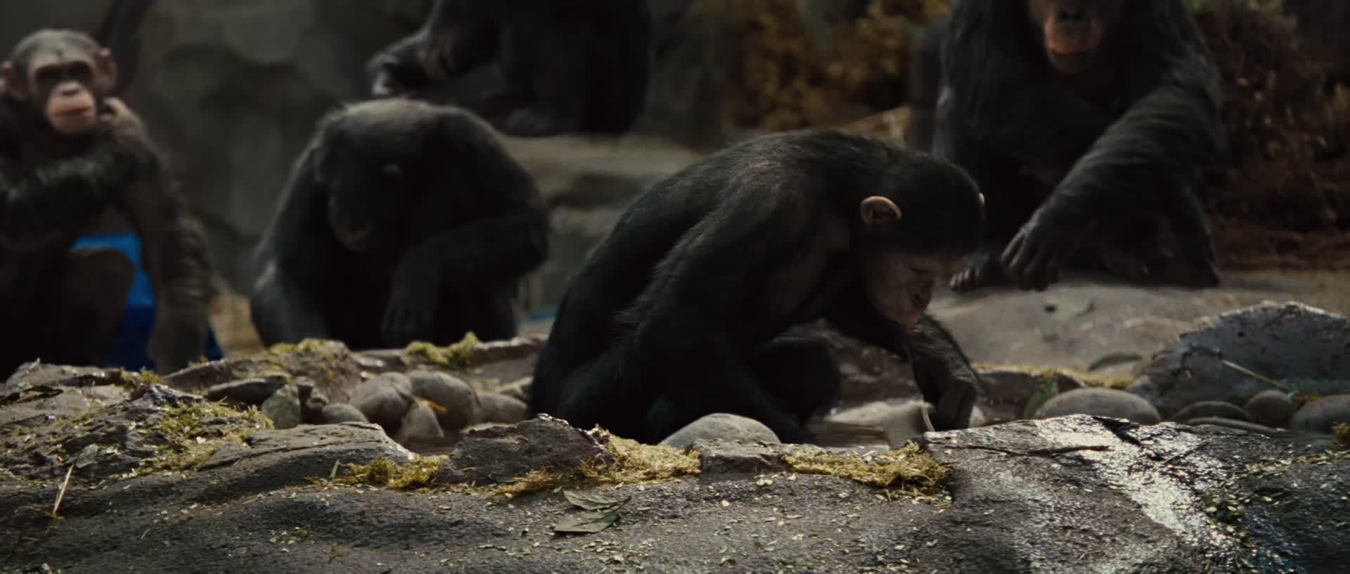 Download Rise of the Planet of the Apes (2011) Movie