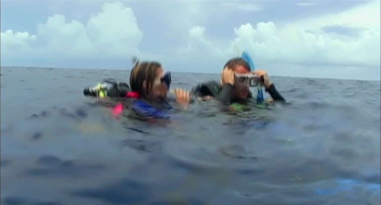 Download Open Water (2003) HD Movie 480p [267MB] || 720p [642MB] || 1080p [1.45GB]