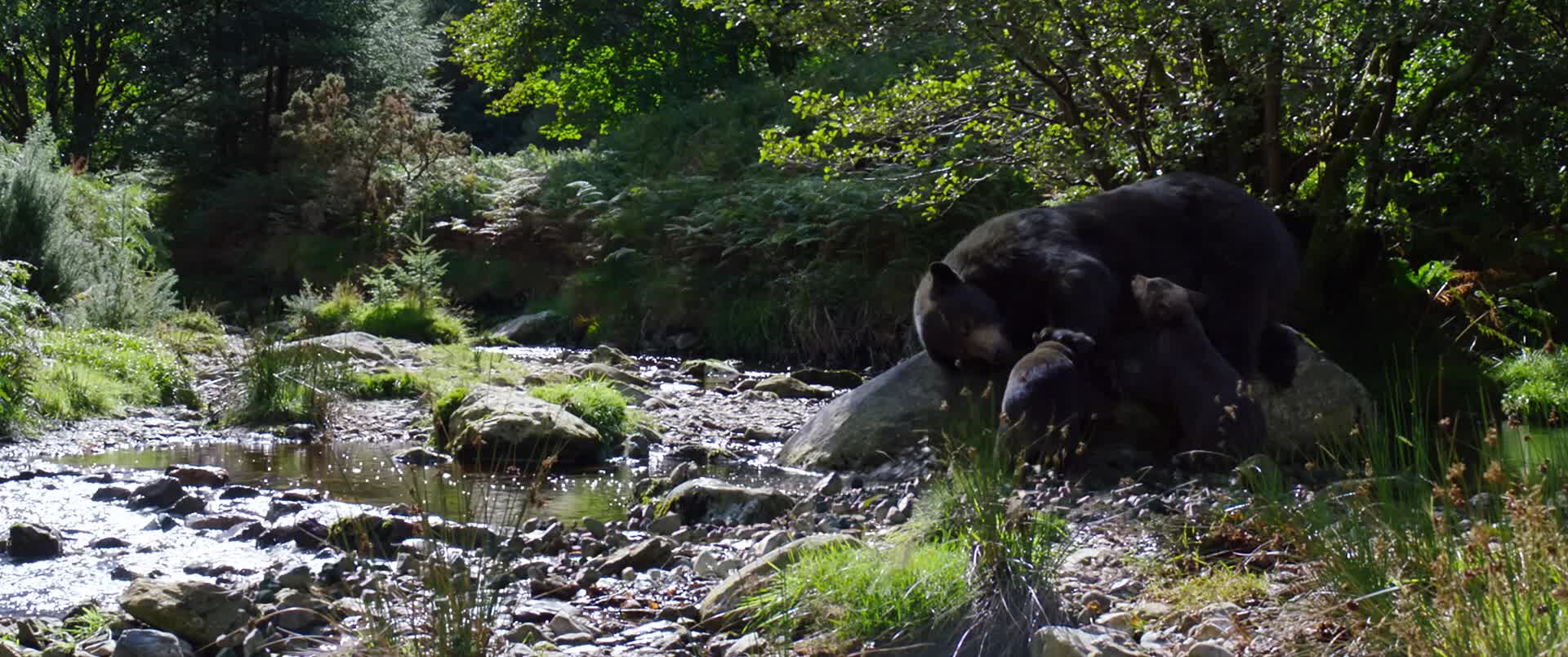 Download Cocaine Bear (2023) HD Movie 480p [409MB] || 720p [592MB] || 1080p [1.49GB]